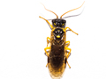 Pamphilius sylvaticus